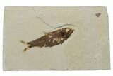 Fossil Fish (Knightia) - Green River Formation #237236-1